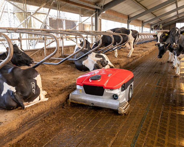 interior de granja de vacas con maquina limpiando el suelo 